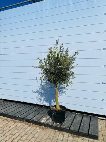 Olijfboom Olea Europaea Jaar Oude Boom Sunnytree