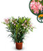 Roze Oleander - hoogte 80/100 cm