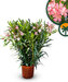 Roze Oleander - hoogte 100/120 cm