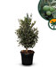 Olijfstruik - Olea Europaea - Winterhard - 100-120 cm