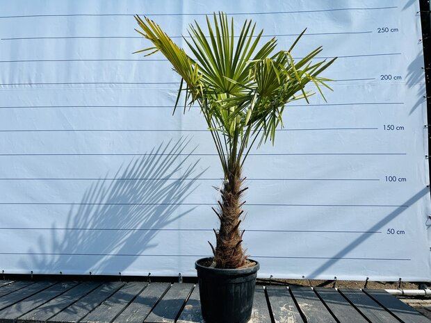 Mount Bank Archaïsch keuken Palmboom - Trachycarpus Fortunei - sunnytree