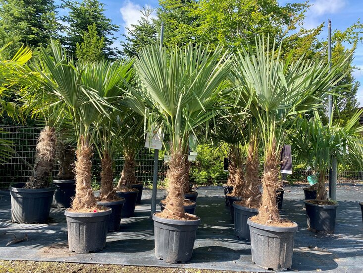 Sunnytree - palmboom - trachycarpus fortunei - 6