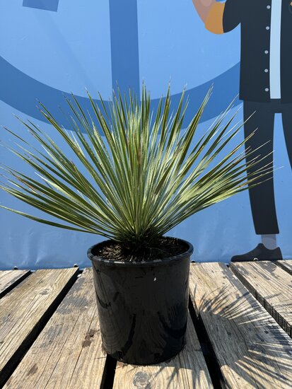 Sunny Tree - Yucca rostrata - 1