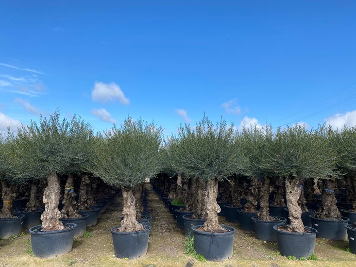 Sunny Tree - Olijfboom - Olea Europeae - 1