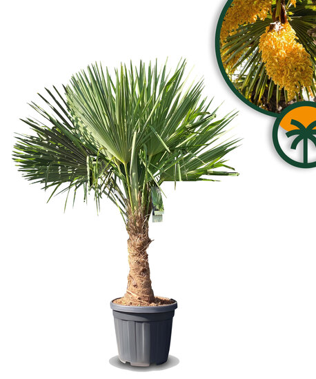 Sunnytree - palmboom - trachycarpus fortunei - 01