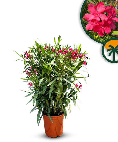 Sunny Tree - Rode oleander - Nerium oleander - 01