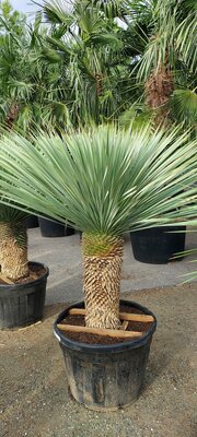 Verzorging - Yucca Rostrata