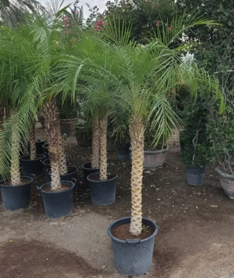 Verzorging - Phoenix Roebelenii