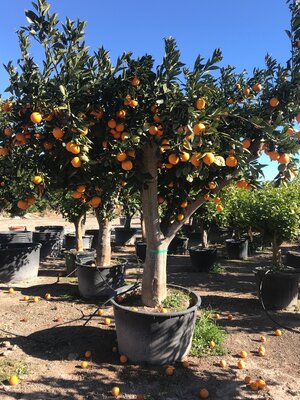 Verzorging - Citrus Sinensis (sinaasappel)