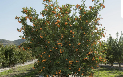 Verzorging - Citrus reticulata (mandarijn)