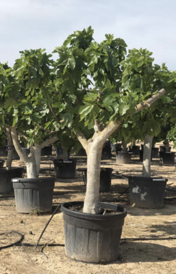 Verzorging - Ficus Carica (vijgenboom)