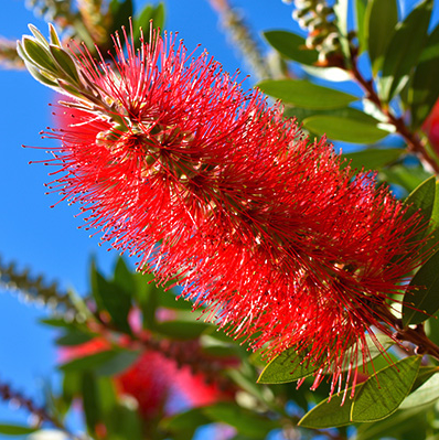 Verzorging - Callistemon