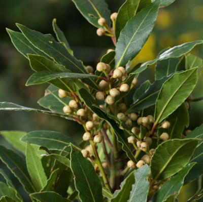 Verzorging - Laurus Nobilis (Laurier)