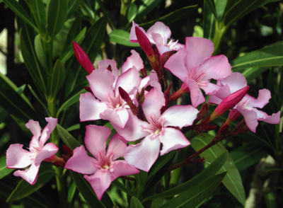 Verzorging - Nerium Oleander