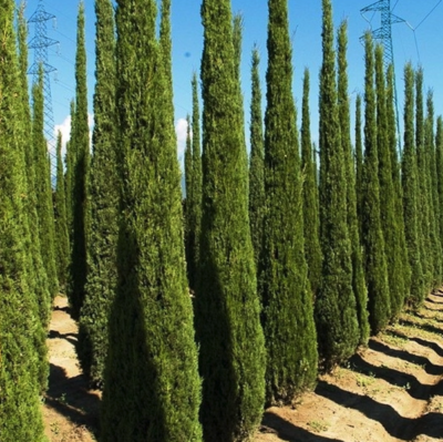 Verzorging - Cupressus Sempervirens Totem (Italiaanse Cipres)