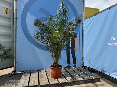 Verzorging - Phoenix Canariensis