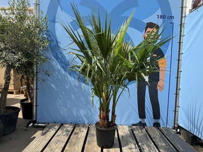 Verzorging - Washingtonia Robusta multistam