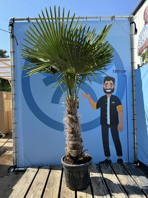 Verzorging - Trachycarpus Fortunei