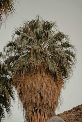 Verzorging - Chamaerops Humilis