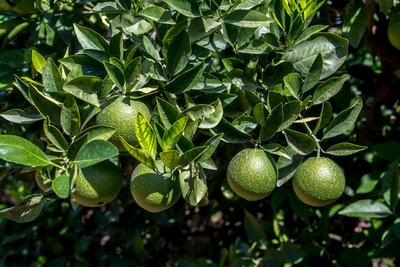 Verzorging - Citrus Latifolia (limoenboom)