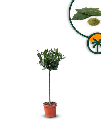 Laurier op stam -  Laurus Nobilis - hoogte 60 cm