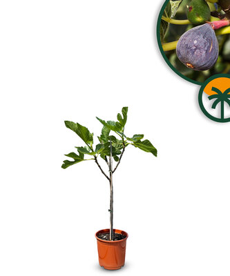 Vijgenboom - Ficus Carica