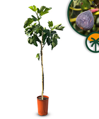 Vijgenboom - Ficus Carica - 160 cm
