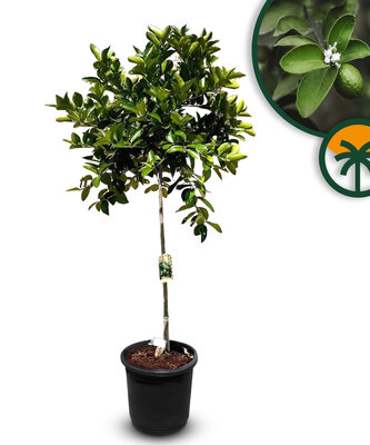 Citrusboom - Limoenboom