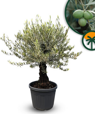 Olea Europea - Olijfboom Bonsai - 50 jaar oude boom