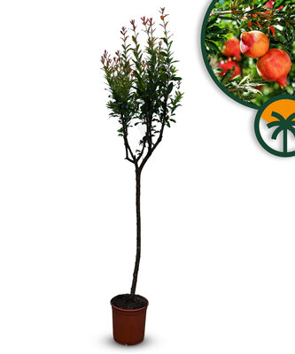 Citrusboom - Granaatappelboom