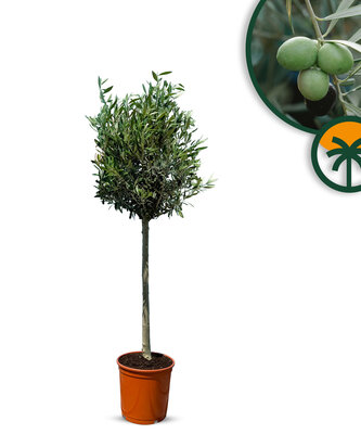 Olijfboom - Olea Europaea - 130 cm 