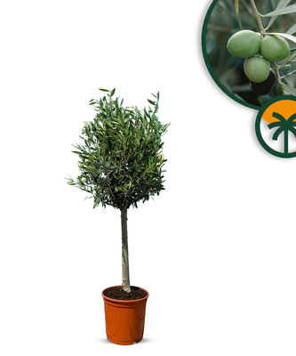 Olijfboom - Olea Europaea - 100 cm 