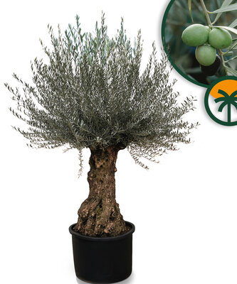 Olijfboom - Olea Europaea - Bonsai - 120 jaar oude boom