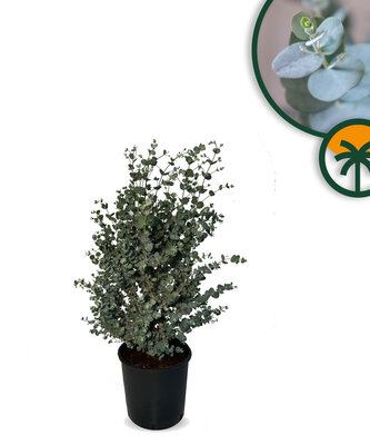 Eucalyptus Azura Gunni - hoogte 90 cm