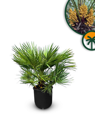 Palmboom - Chamaerops Humilis 80-100 cm