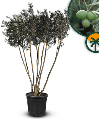 Olijfstruik Multistam - Olea Europaea - Winterhard - 220-240 cm