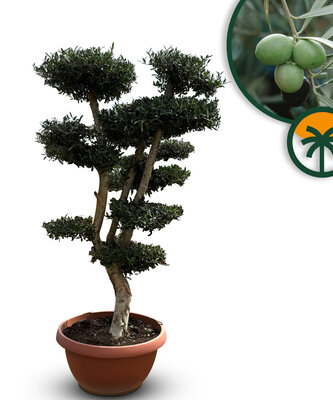 Olijfboom Pom pon - Olea Europaea 