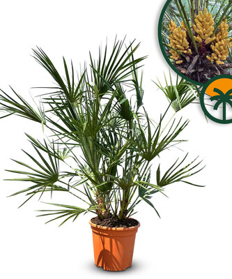 Palmboom - Chamaerops Humilis