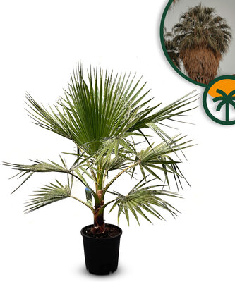 Palmboom - Washingtonia Robusta 