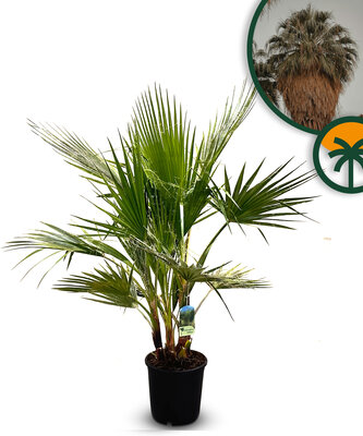 Palmboom - Washingtonia Robusta multistam