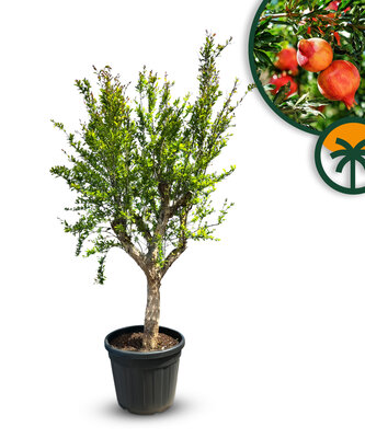 Citrusboom - Granaatappelboom XL