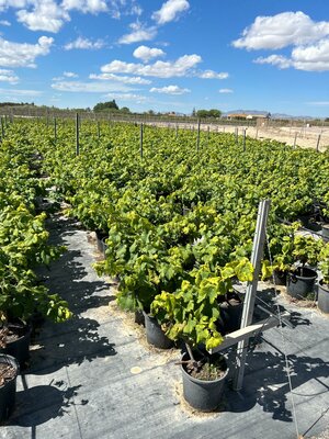 Druivenboom op stam - Vitis vinifera - 50 cm 