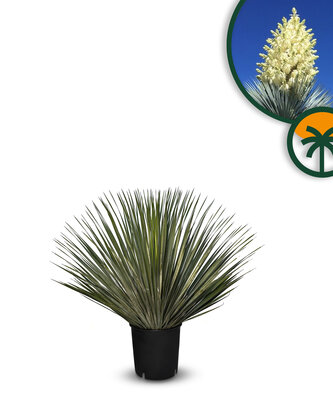 Palmboom - Yucca Rostrata