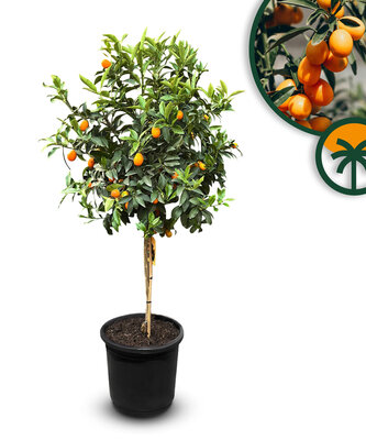 Citrusboom - Kumquatboom - Citrus Fortunella