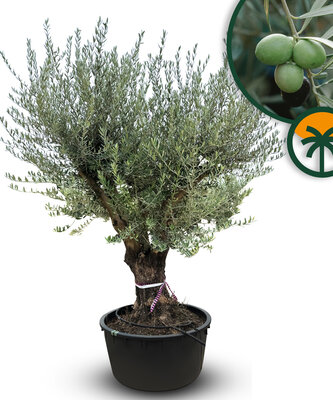 Olijfboom vertakt - Olea Europaea - 90 jaar oude boom 