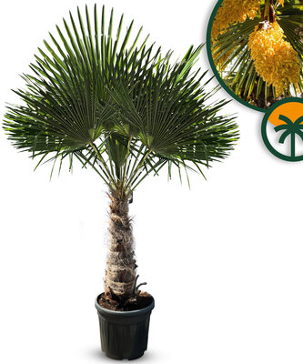 Palmboom - Trachycarpus Fortunei