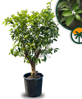 Citrusboom - Limoenboom XL