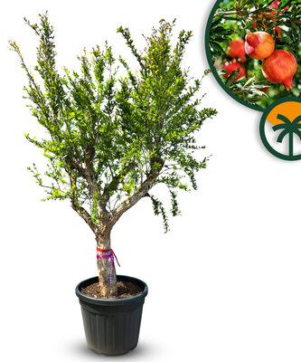 Citrusboom - Granaatappelboom XXL