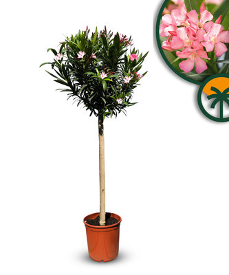 Roze Oleander op stam - hoogte 140/160 cm