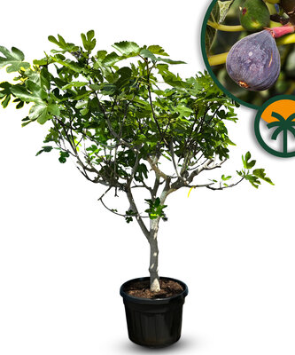 Vijgenboom - Ficus Carica Cuello de dama blanca  - 30 jaar oude boom  